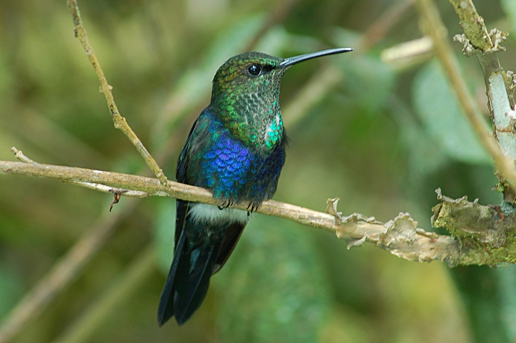 beija-flor-tesoura-verde