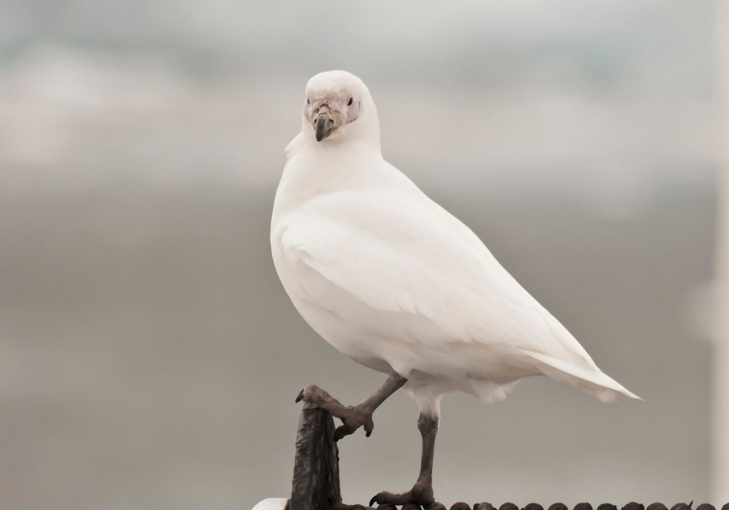 bico-de-bainha-antarctico 