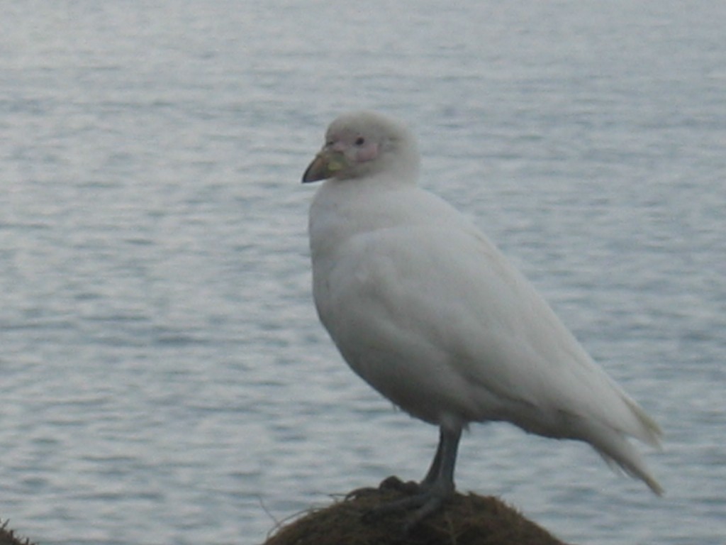 bico-de-bainha-antarctico