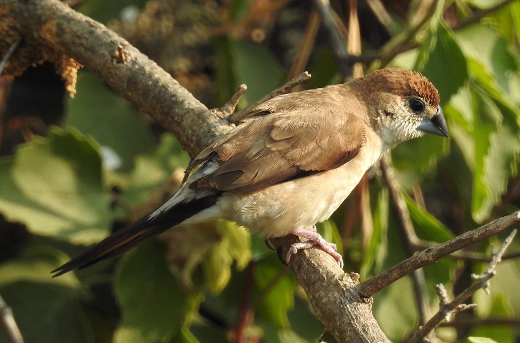 bico-de-chumbo-indiano