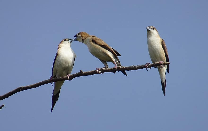 bico-de-chumbo-indiano