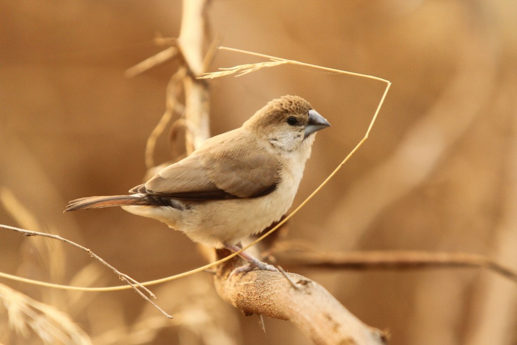 bico-de-chumbo-indiano