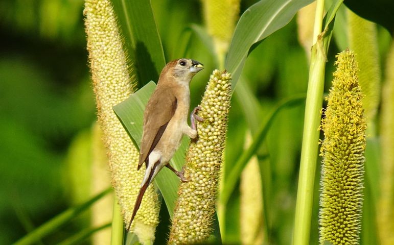 bico-de-chumbo-indiano 