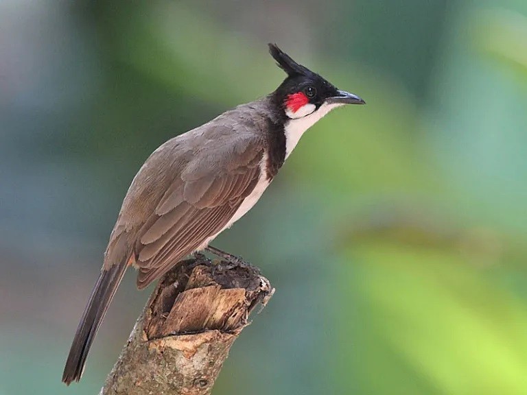 bulbul de bigode vermelho