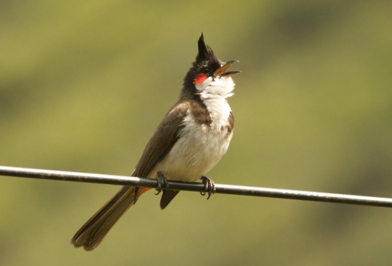 bulbul de bigode vermelho