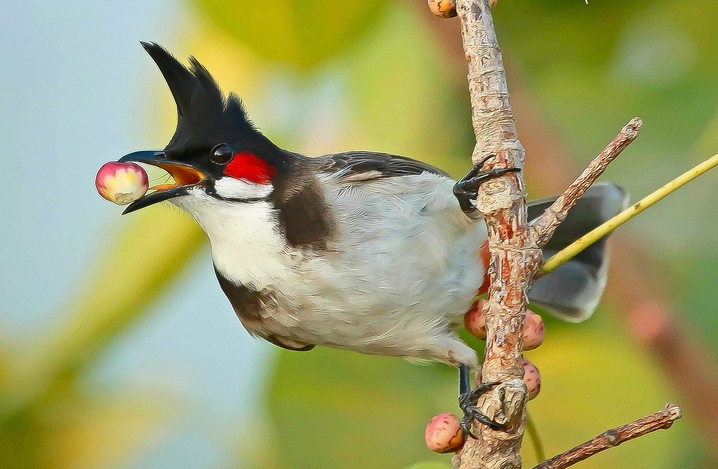 bulbul de bigode vermelho