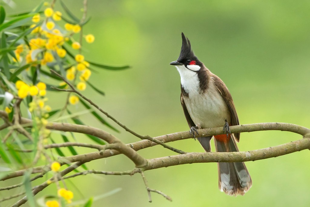 bulbul de bigode vermelho