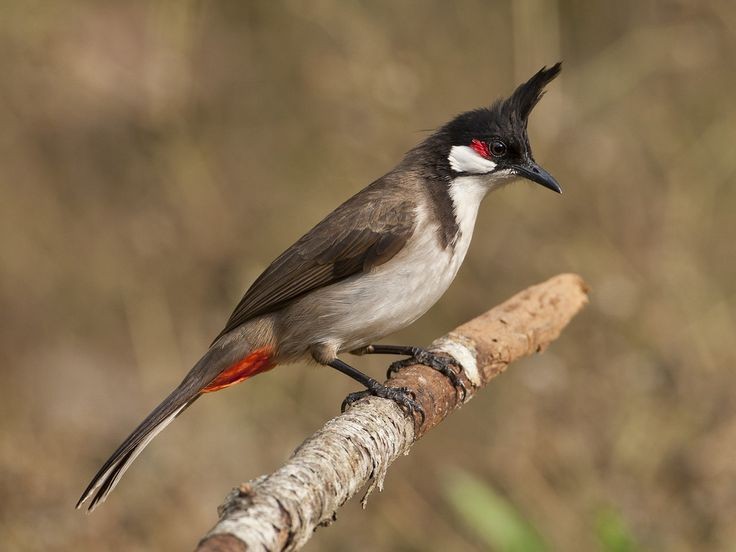 bulbul de bigode vermelho