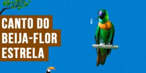 canto do Beija-flor-estrela