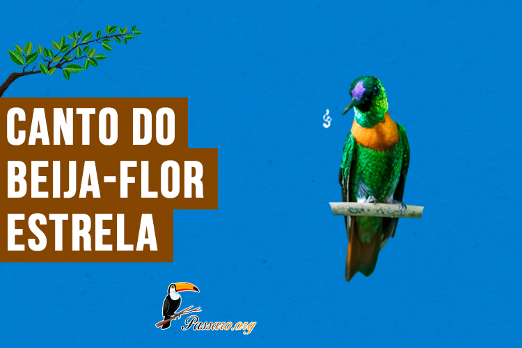 canto do Beija-flor-estrela