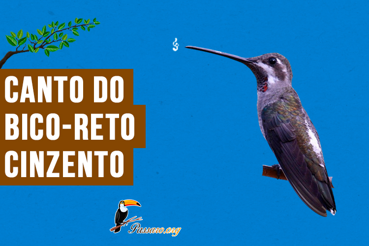 canto do bico-reto-cinzento