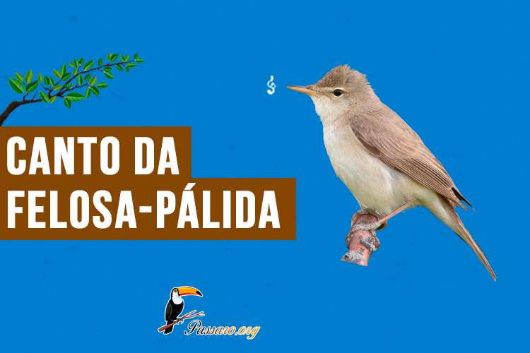 canto da felosa-palida