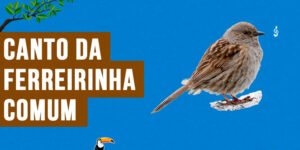 canto da ferreirinha-comum