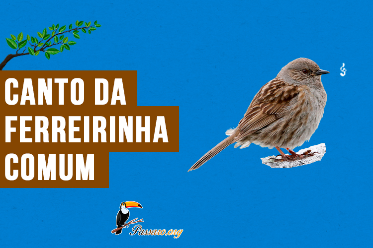 canto da ferreirinha-comum