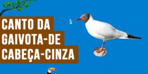 canto da gaivota-de-cabeça-cinza