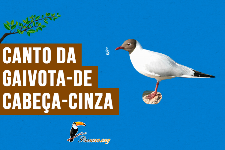 canto da gaivota-de-cabeça-cinza