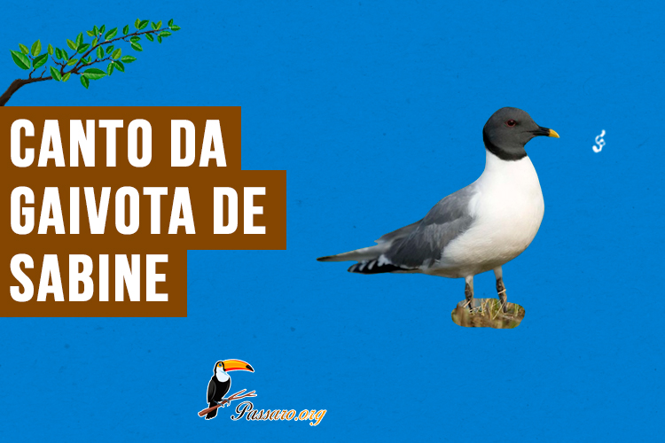 canto da gaivota de sabine