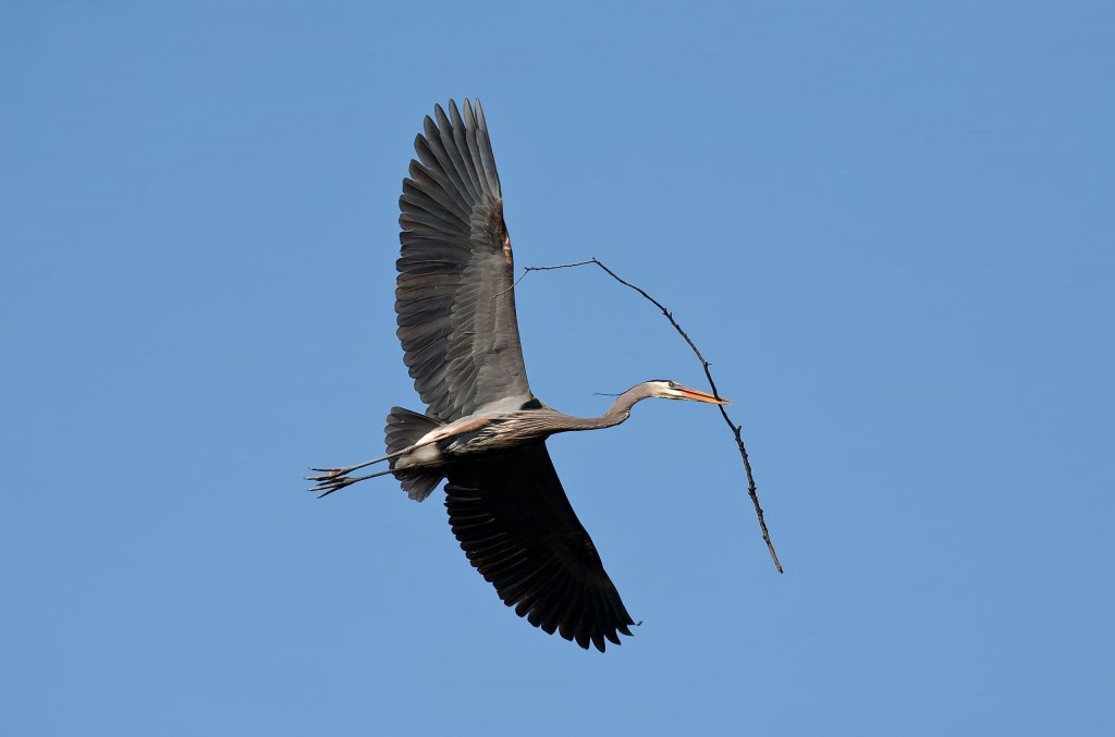 canto da garca-azul-grande