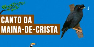 canto da maina-de-crista