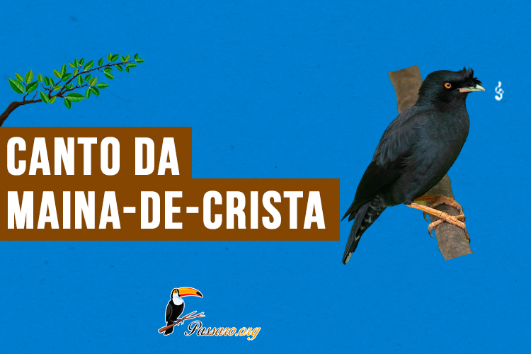 canto da maina-de-crista