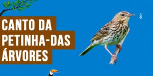 canto da petinha-das-arvores