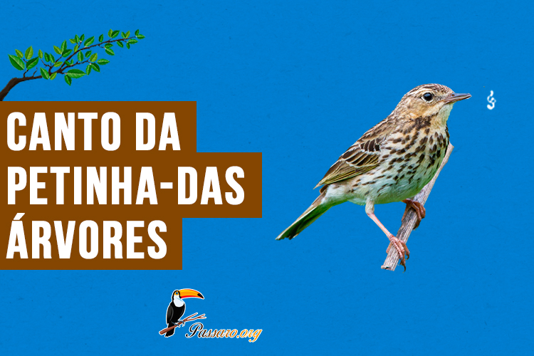 canto da petinha-das-arvores