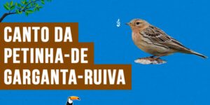 canto da petinha-de-garganta-ruiva