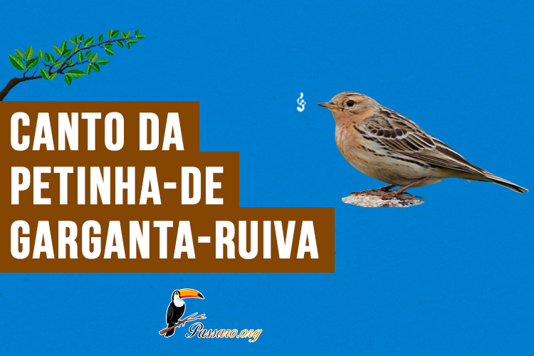 canto da petinha-de-garganta-ruiva