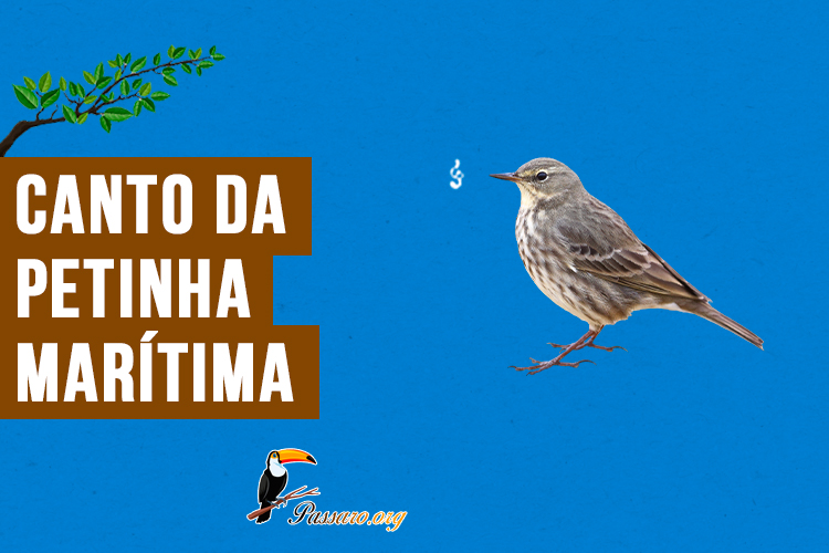 canto da petinha-marítima