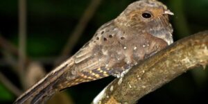 canto do bacurau-ocelado