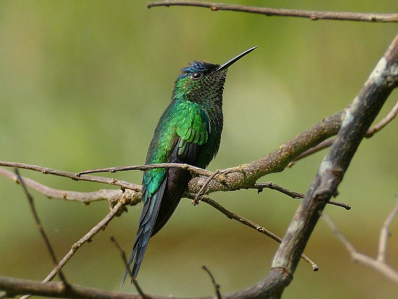 canto do beija-flor-de-fronte-violeta