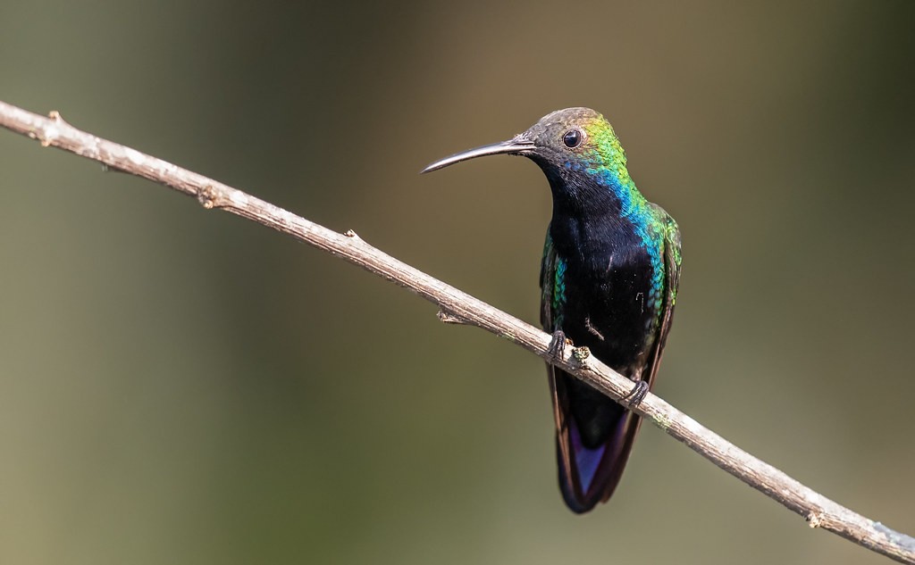 canto do beija-flor de-veste-preta