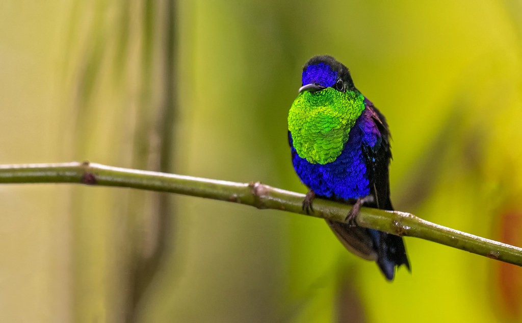 canto do beija-flor-tesoura-verde