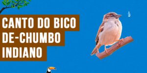 canto do bico-de-chumbo-indiano