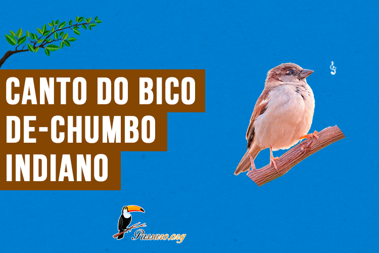 canto do bico-de-chumbo-indiano