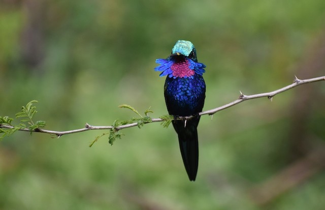 canto do bico-reto-azul