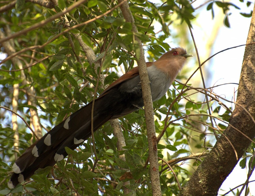 canto do chincoa-de-bico-vermelho