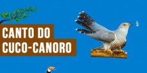 canto do cuco-canoro