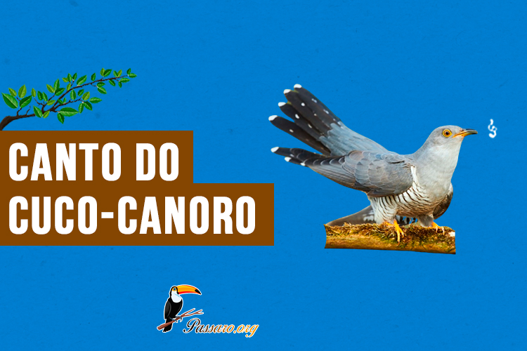 canto do cuco-canoro