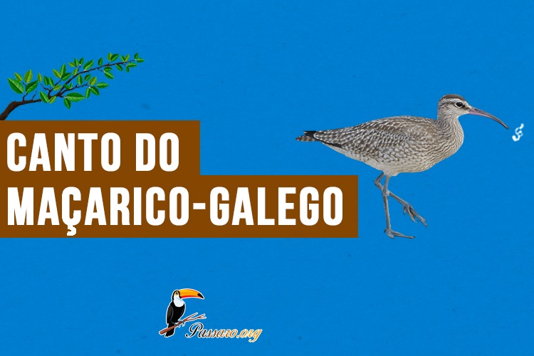 canto do macarico-galego