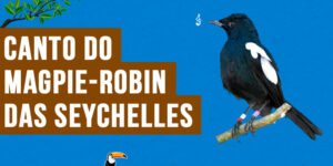canto do magpie-robin das Seychelles