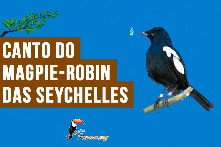 canto do magpie-robin das Seychelles