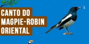 canto do magpie-robin oriental