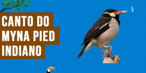 canto do myna pied indiano