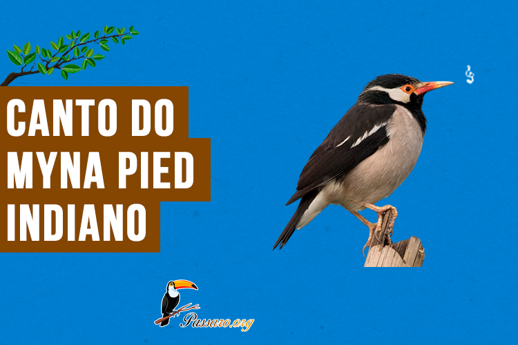 canto do myna pied indiano