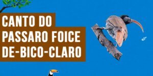 canto do passaro foice-de-bico-claro