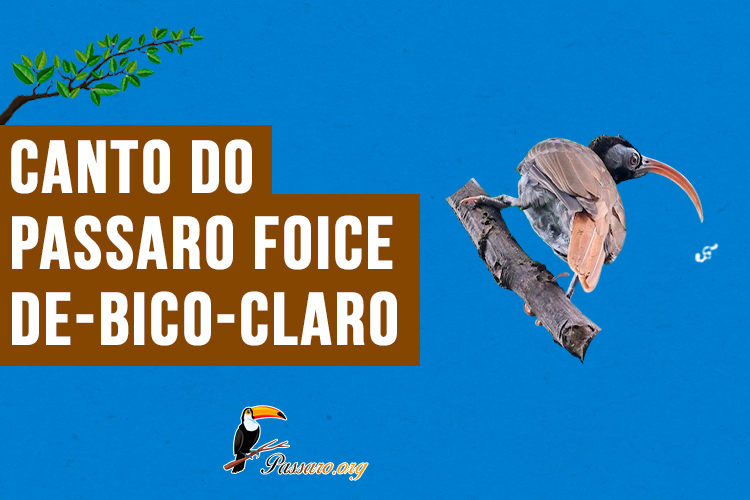 canto do passaro foice-de-bico-claro