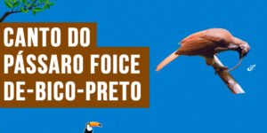 canto do passaro foice-de-bico-preto