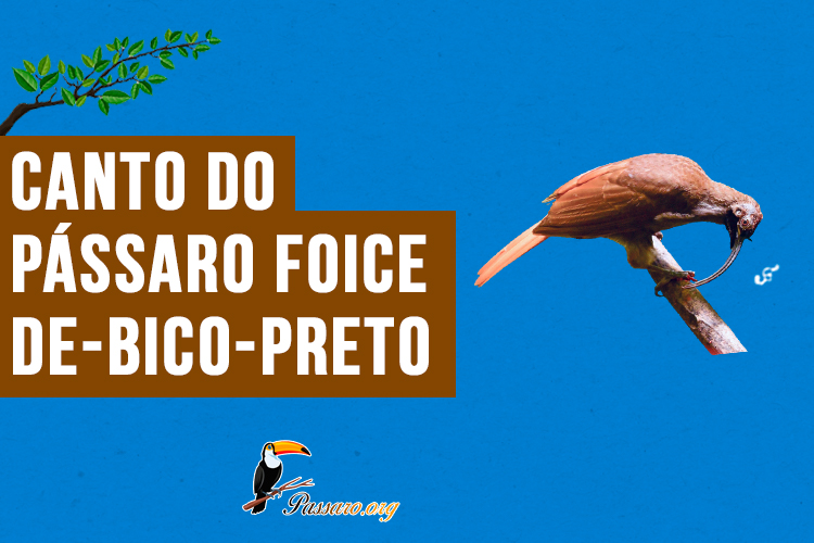 canto do passaro foice-de-bico-preto