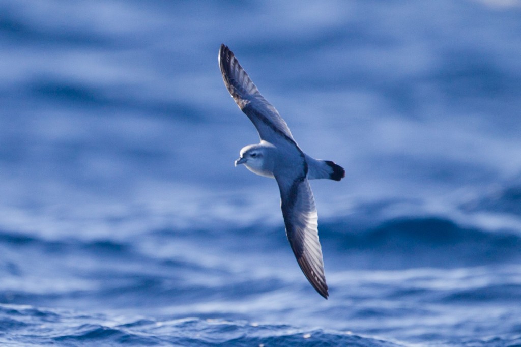 canto do petrel-azul